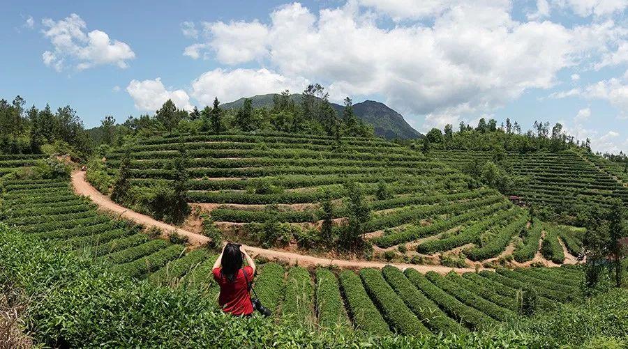 富硒茶含多少硒