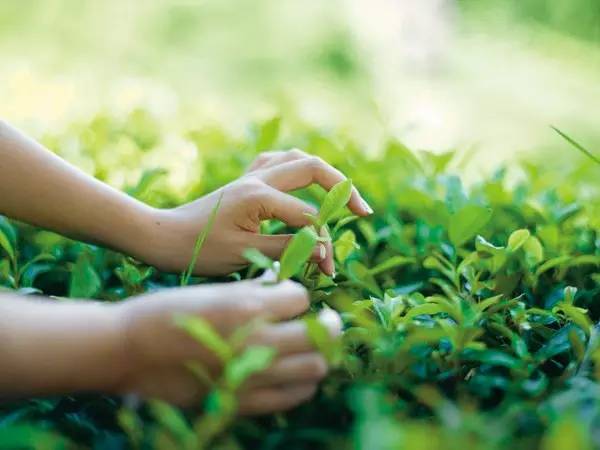 富硒茶含多少硒