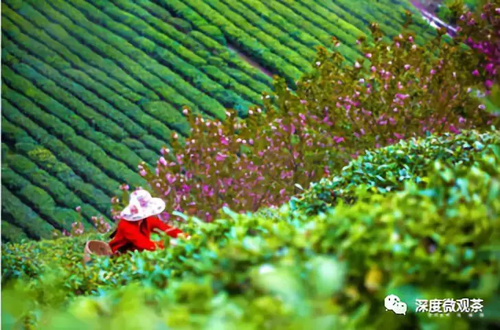 富硒茶含硒标准