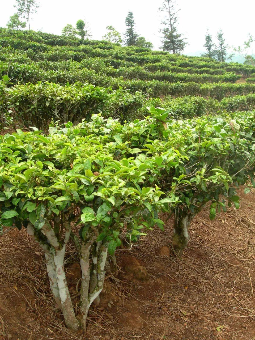 硒乡源 富硒茶