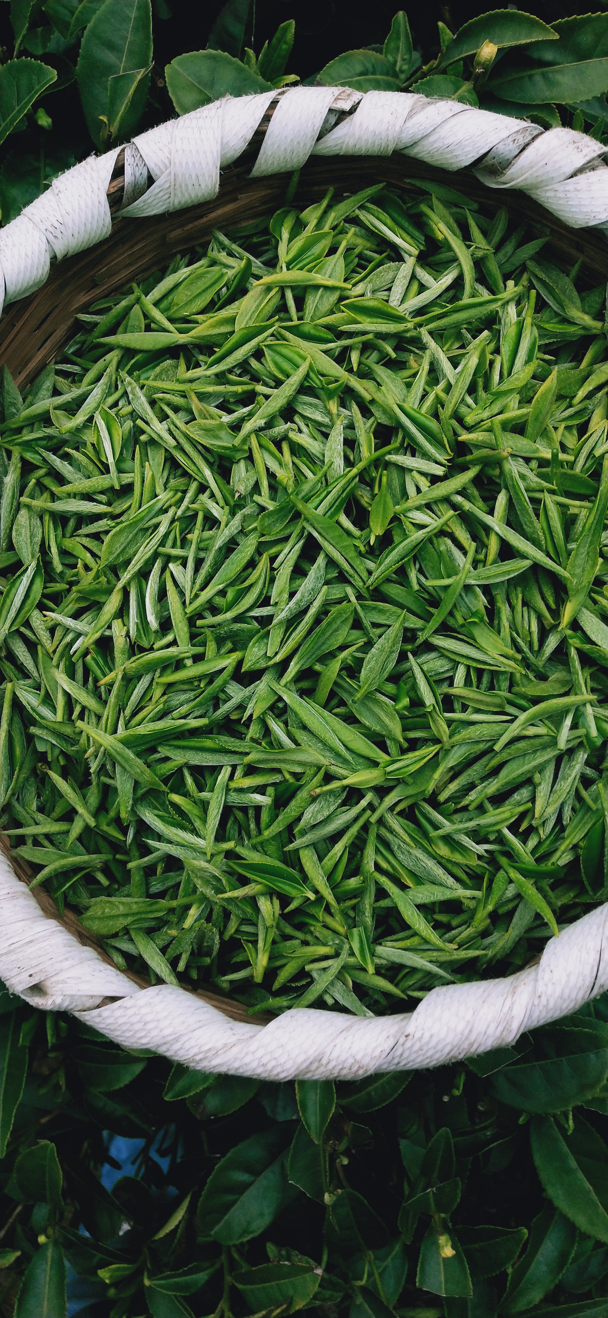 河池富锌富硒茶