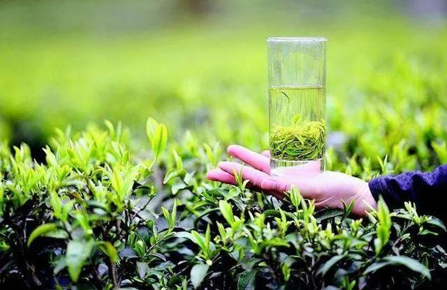 恩施富小硒富茶