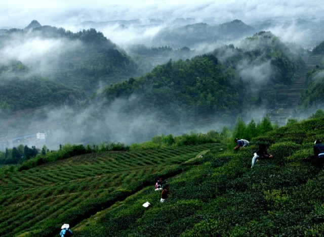 富锌富硒茶好处