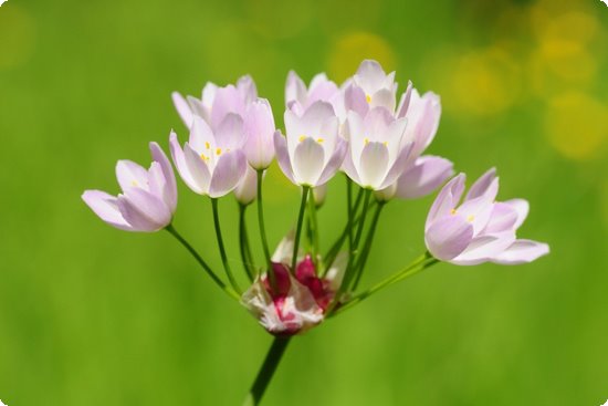 藤茶恩施富硒茶
