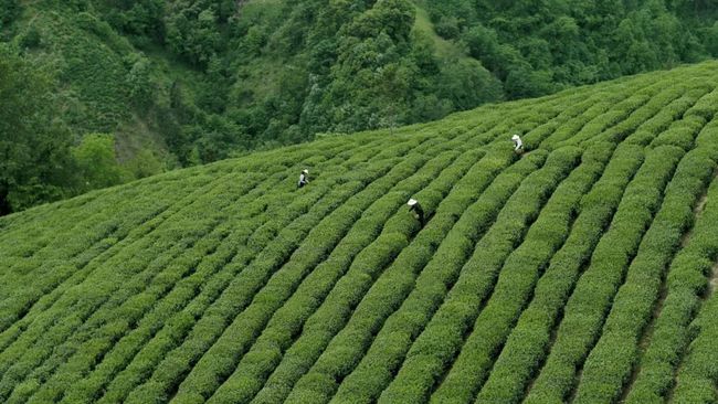 紫阳富硒茶炒茶