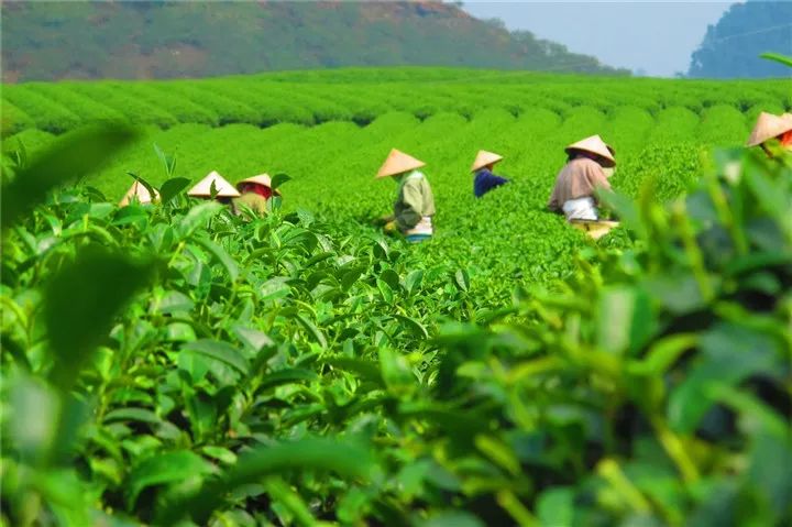 原生富硒茶黄茶