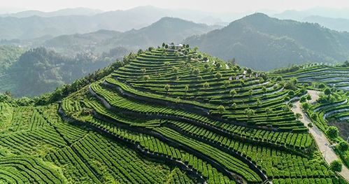 天然富硒茶银针