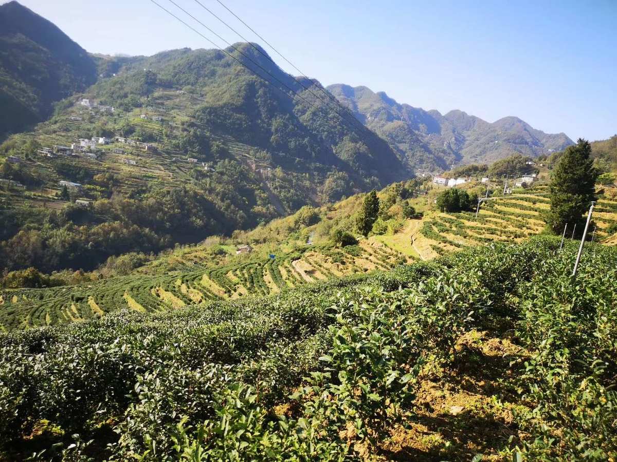 安康富硒茶白茶