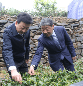 安康富硒茶优势