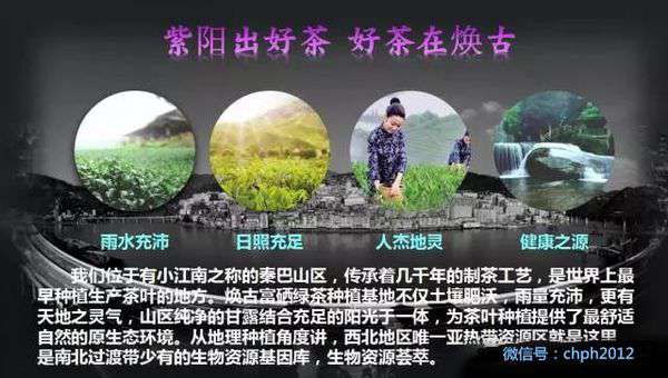 紫阳富硒茶绿茶