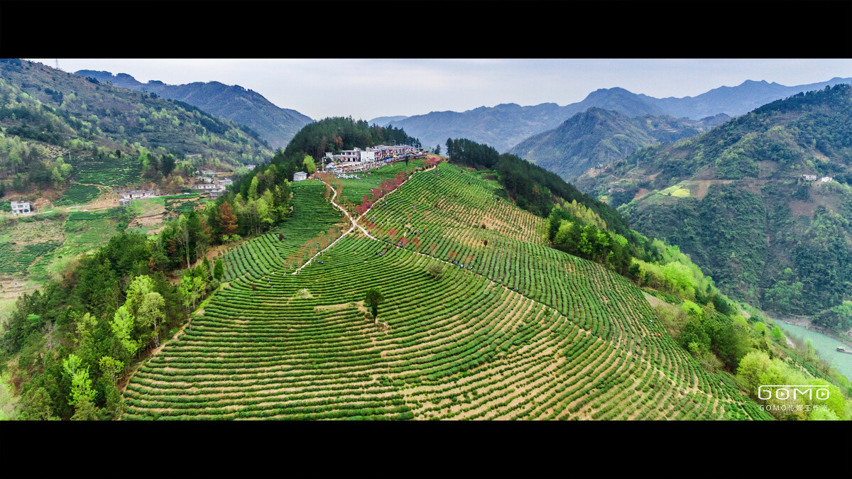 茗茶紫阳富硒茶