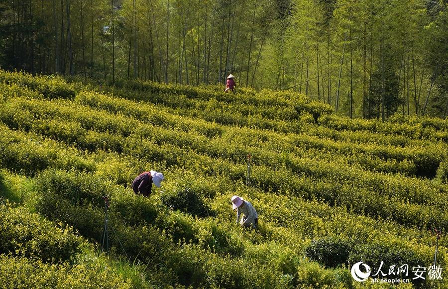 石台野生富硒茶