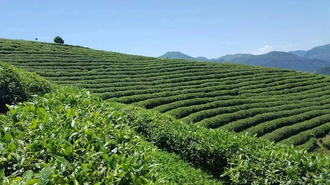 汉中镇巴富硒茶