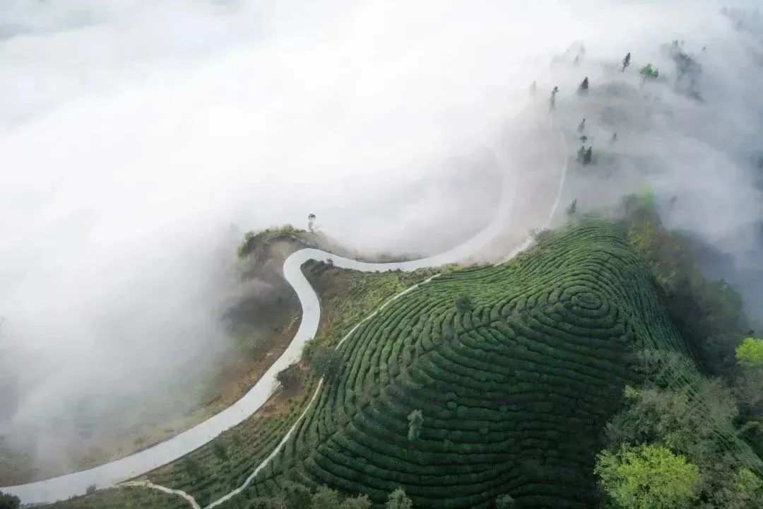 汉中镇巴富硒茶