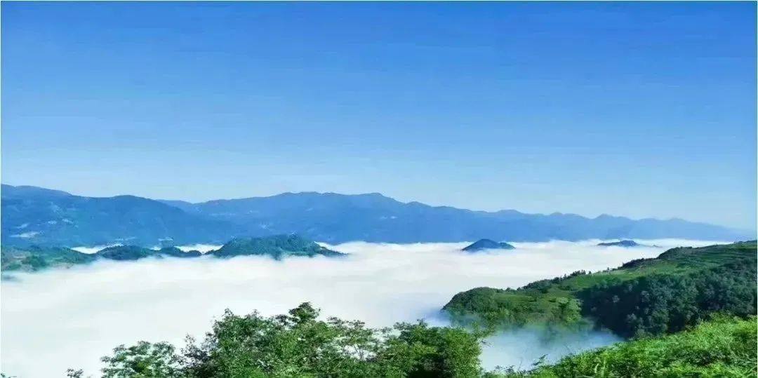 汉中镇巴富硒茶