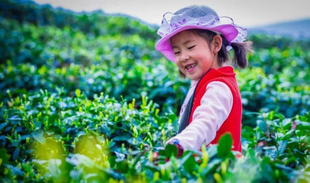 汉中镇巴富硒茶