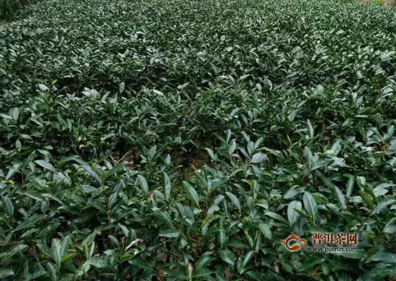 紫阳富硒红茶冲泡方法