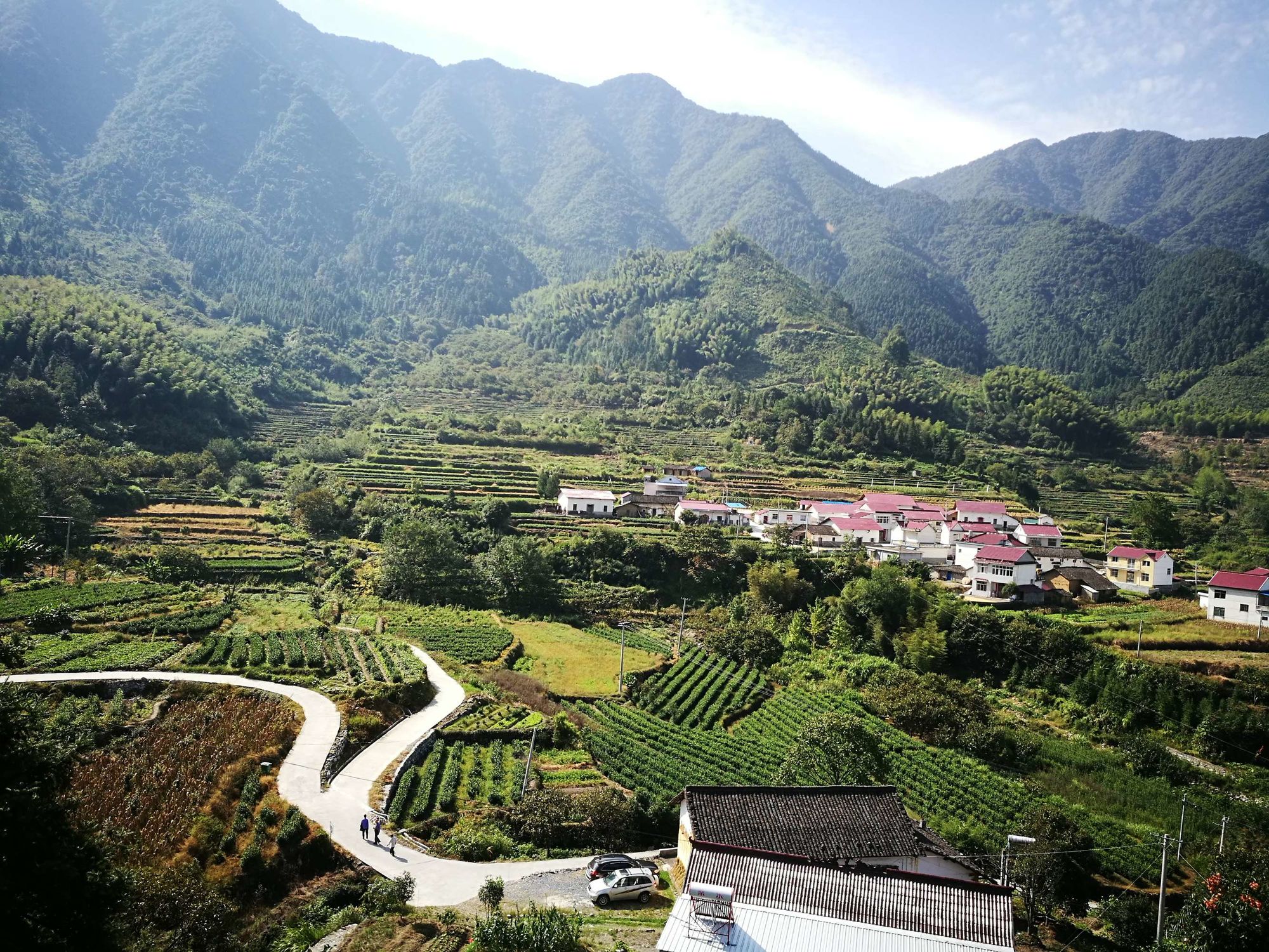 石台野生富硒茶
