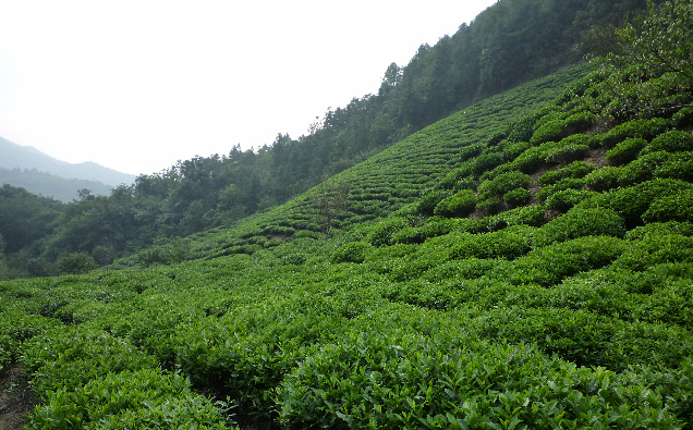 石台野生富硒茶