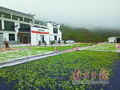 日照富硒茶价格