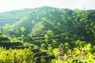 日照富硒茶价格
