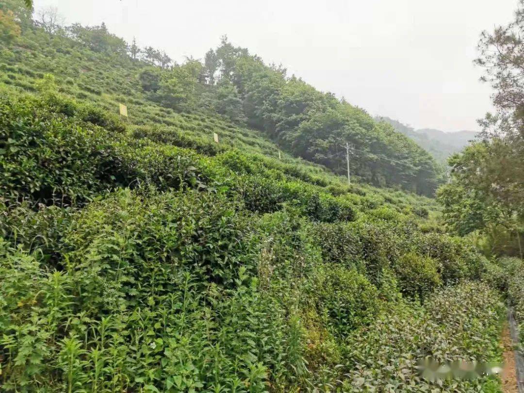 紫阳富硒茶机遇
