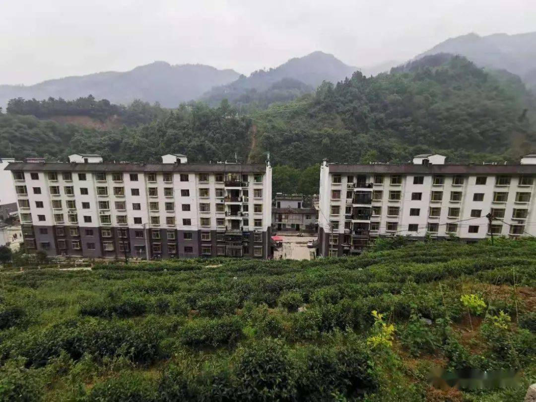 紫阳富硒茶机遇