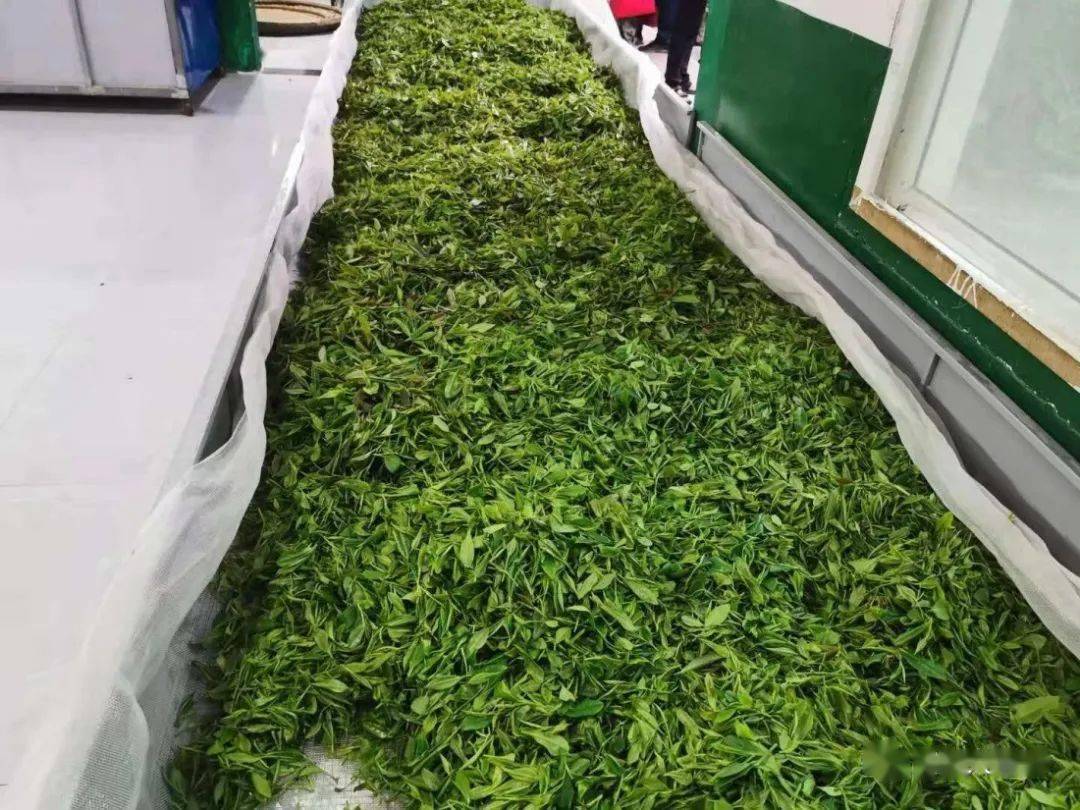 紫阳富硒茶机遇