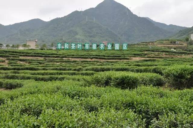 富硒茶恩施茶园