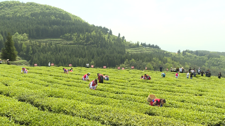 日照有机富硒茶