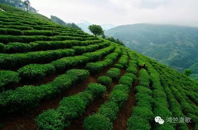 紫阳富硒茶题词