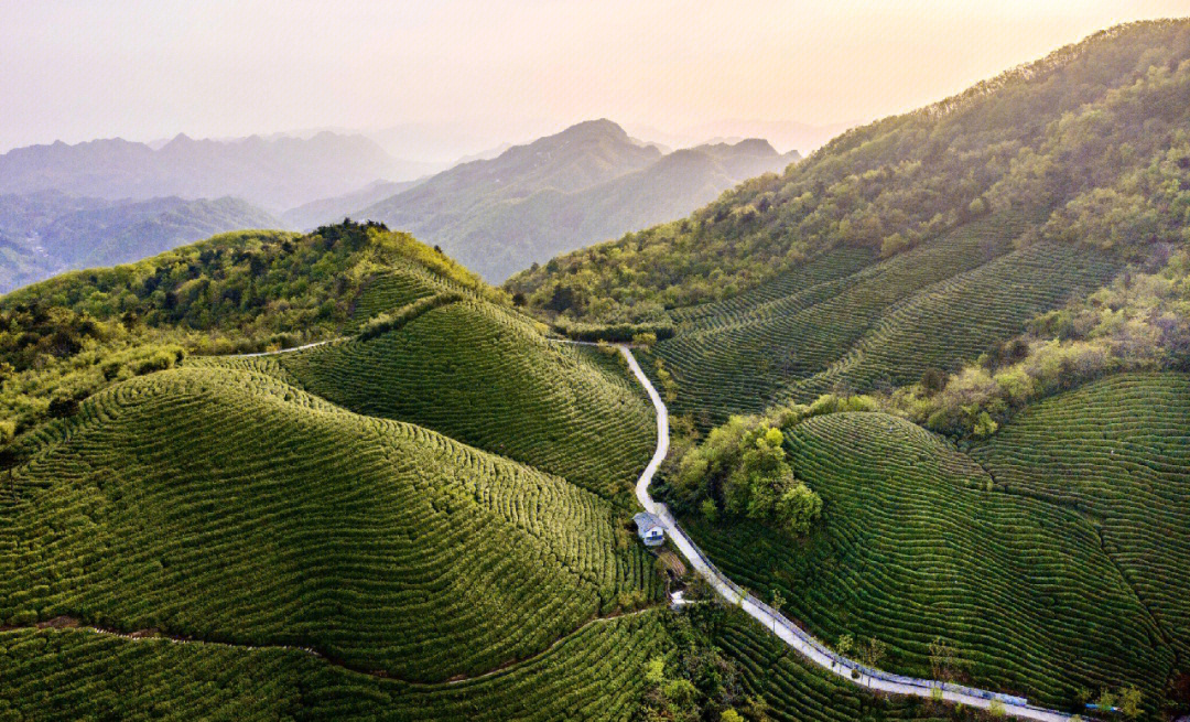 水城富硒茶产量