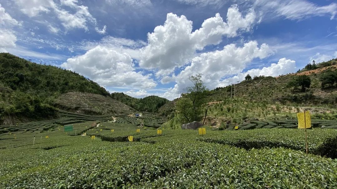 富硒茶品牌建设