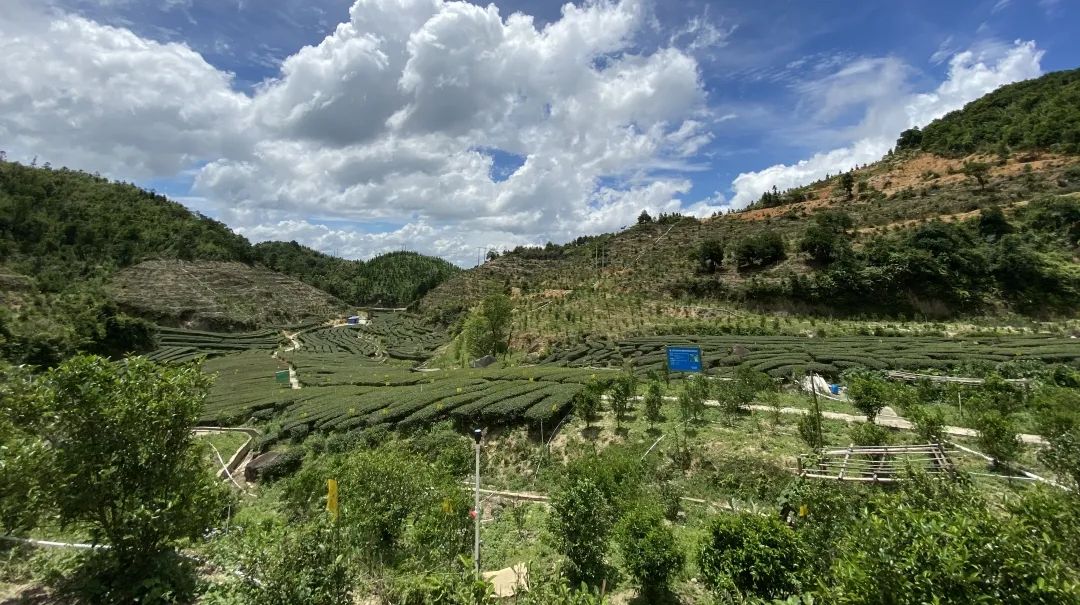 富硒茶品牌建设