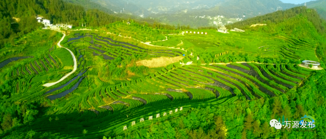 水城富硒茶产量
