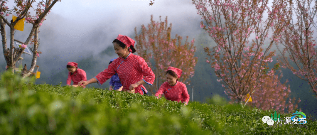 水城富硒茶产量
