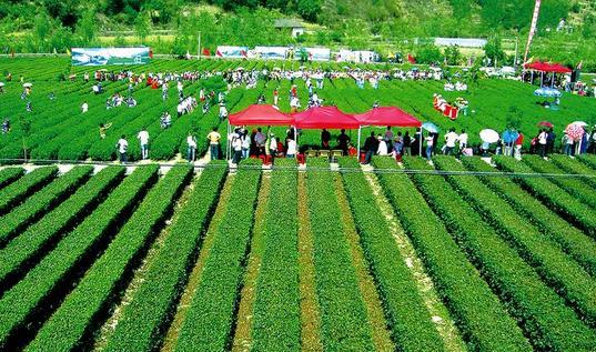 紫阳富硒茶环境
