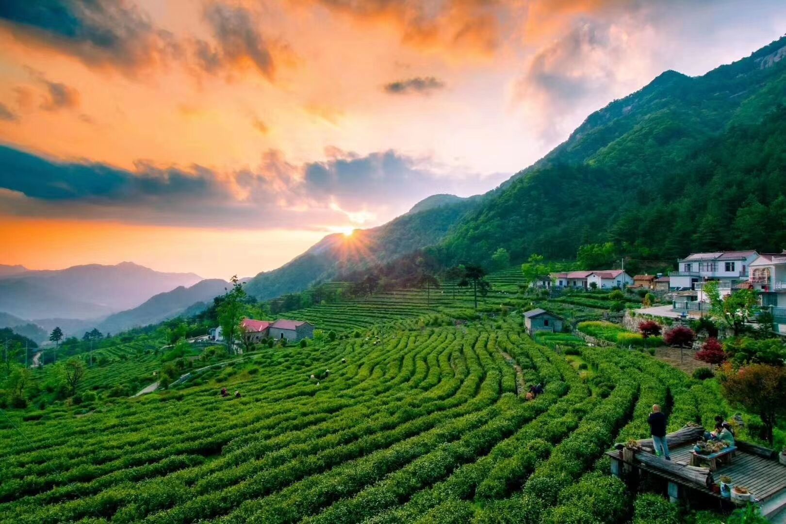 紫阳富硒茶环境