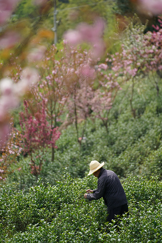 安康富硒茶品质