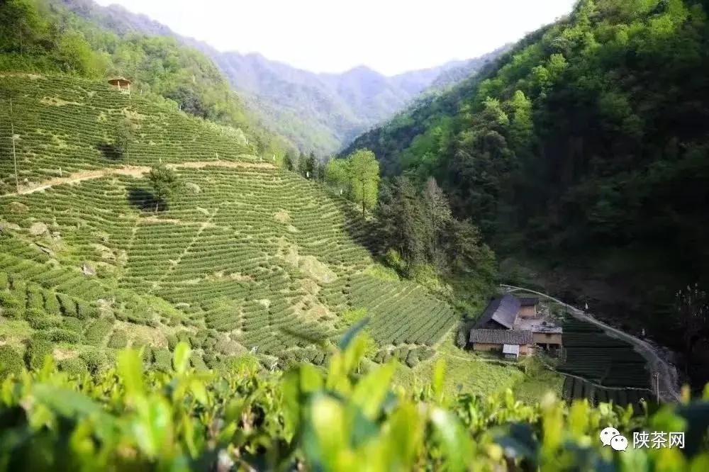 安康富硒茶品质