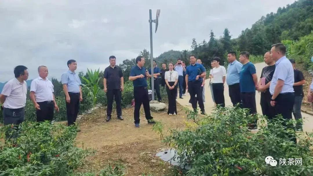 安康富硒茶品质