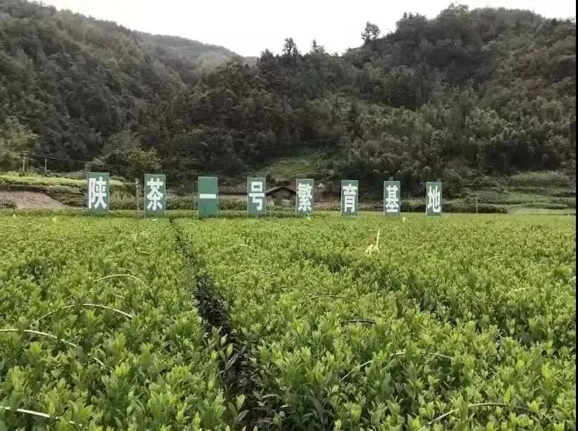 安康富硒茶品质