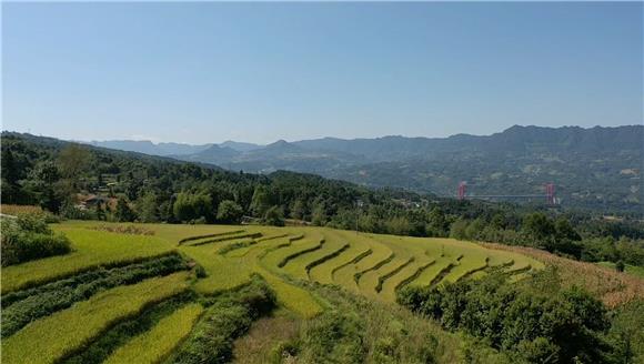 重庆富硒茶加工