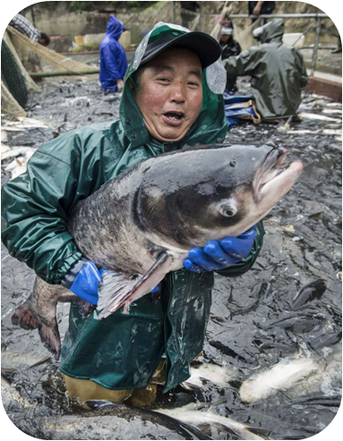 安康富硒茶采摘
