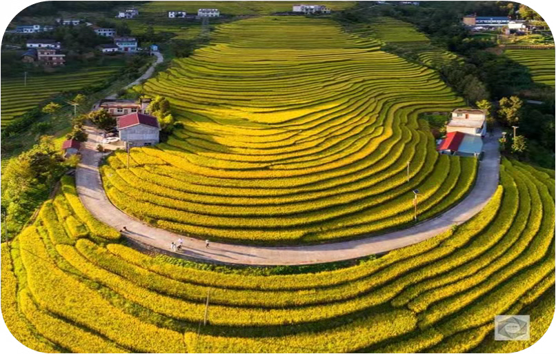 安康富硒茶采摘