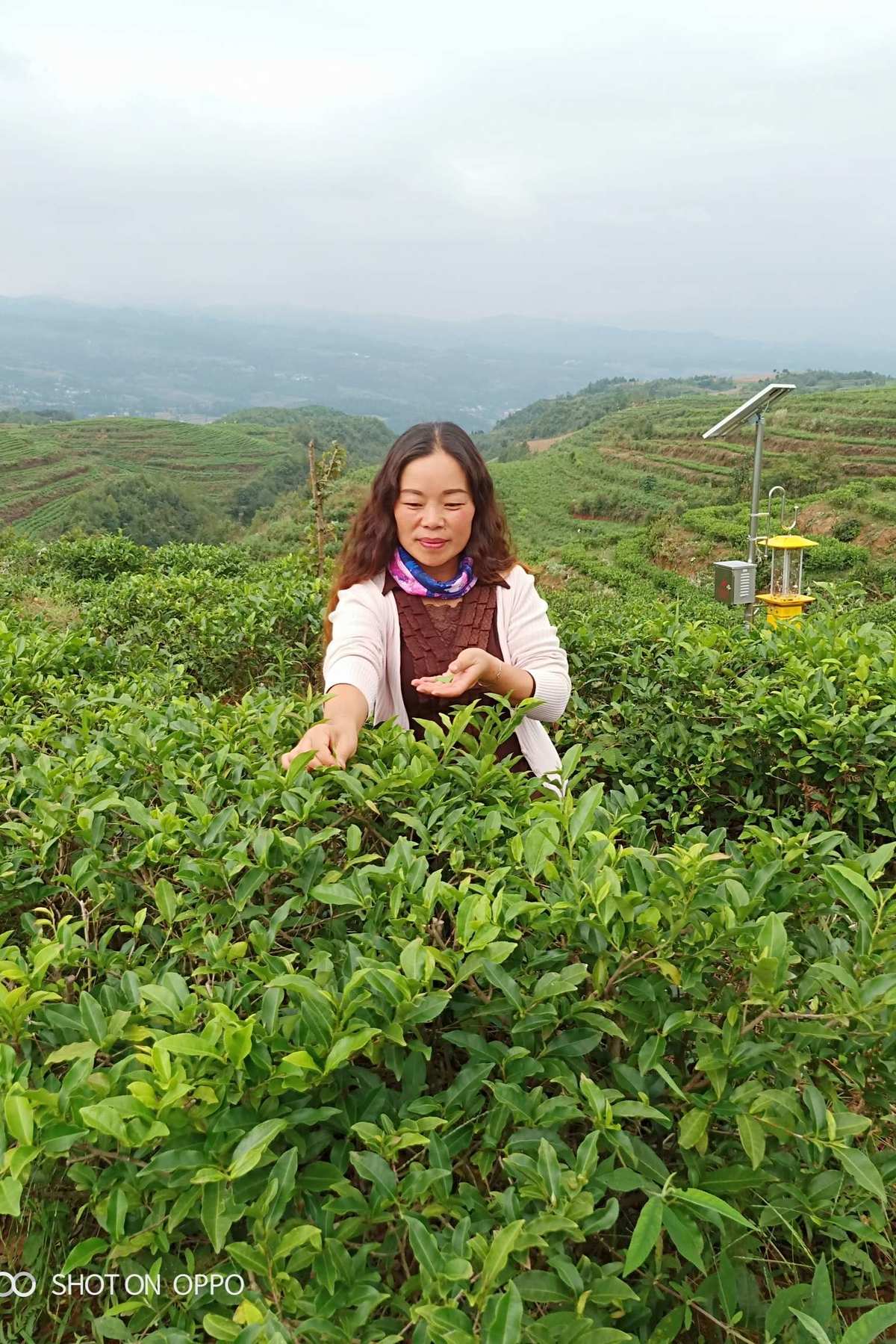 水城富硒茶泡水