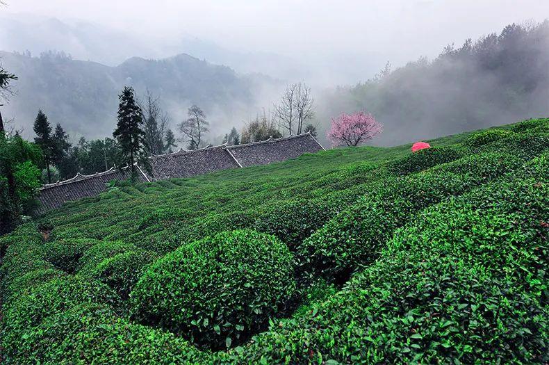 雨前恩施富硒茶