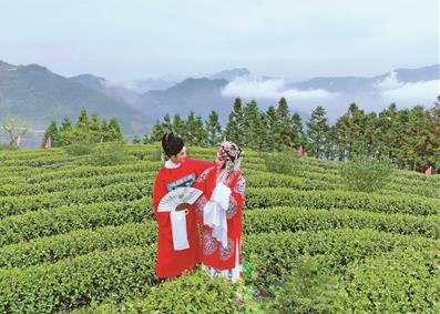 福建寿宁富硒茶