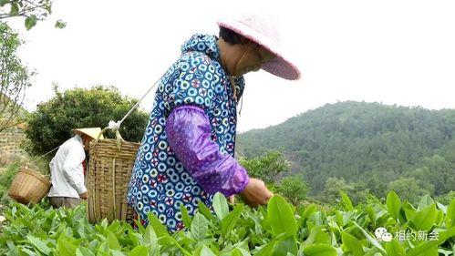 广东湛江富硒茶