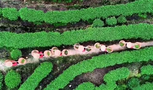 福建寿宁富硒茶
